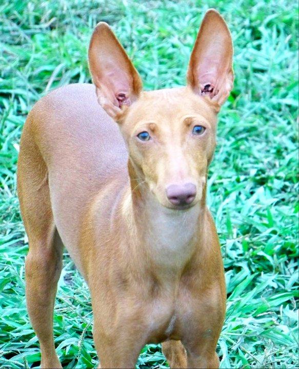Cirneco Photo