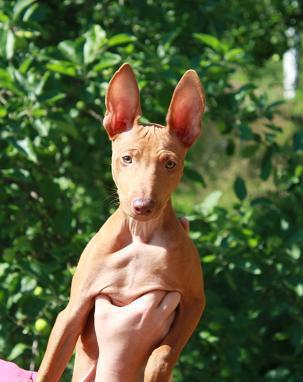 Cirneco Photo