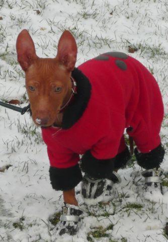 Cirneco Photo