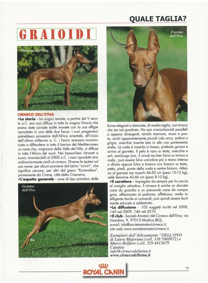 Cirneco Photo