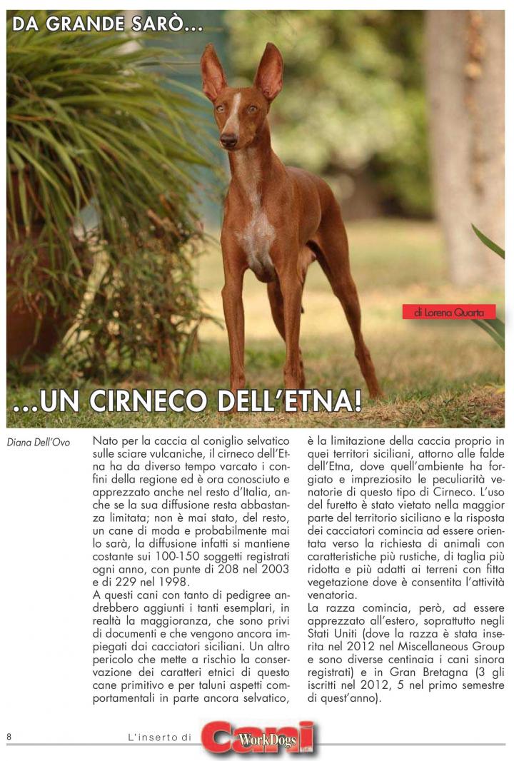Cirneco Photo