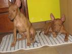 Cirneco Photo