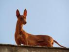 Cirneco Photo