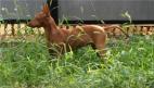 Cirneco Photo