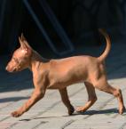 Cirneco Photo