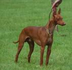 Cirneco Photo