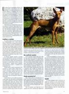 Cirneco Photo