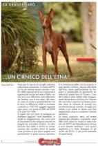 Cirneco Photo