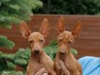 Cirneco Photo