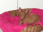 Cirneco Photo