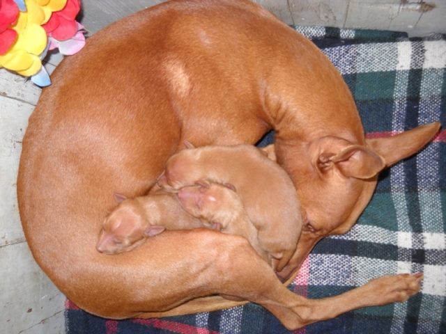 Cirneco Photo
