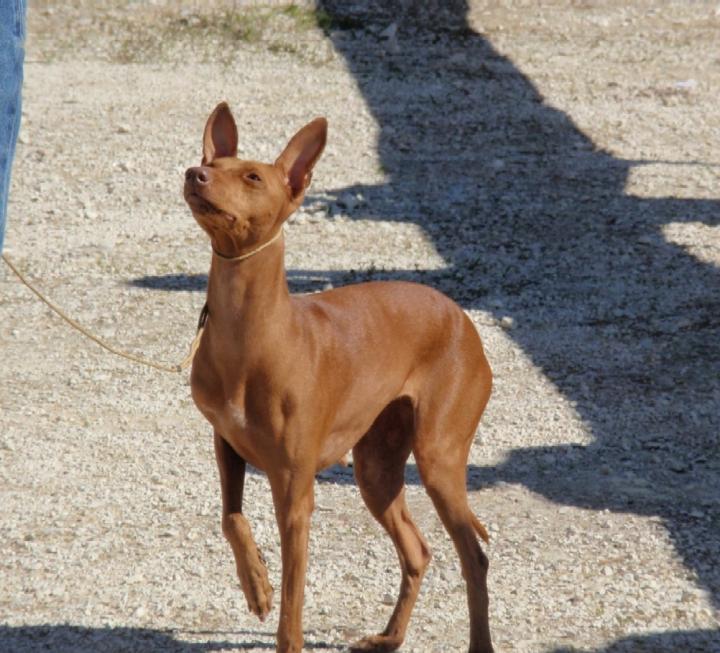 Cirneco Photo