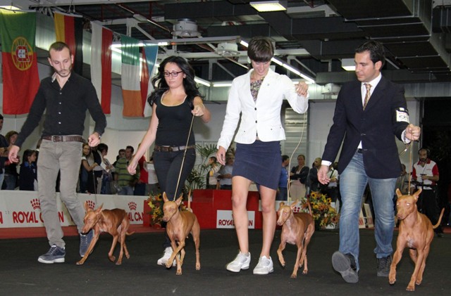 Cirneco Photo